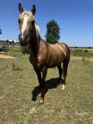 Pouliche Poney fran&ccedil;ais de selle Palomino 