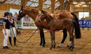 Magnifique foal ' famille de performer CSO