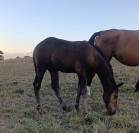 Magnifique foal ' famille de performer CSO