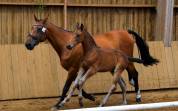 Foal m&acirc;le' famille de performer CSO