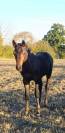Foal m&acirc;le' famille de performer CSO