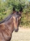 Foal m&acirc;le' famille de performer CSO