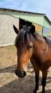 Ruin New Forest Te koop 2023 Donker bruin / bai ,  ROB ROY DU GARON