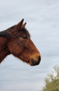 Cheval