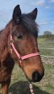 Cheval