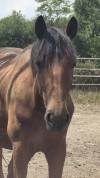 Cheval