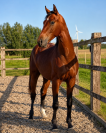 Hongre - Oldenburger - 2 ans - Dressage - Belgique