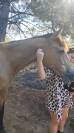 Chevaux en pr&eacute; retraite 