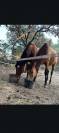 Chevaux en pr&eacute; retraite 