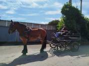 Molly, jument Auxoise