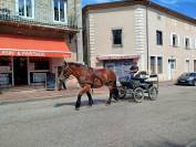 Molly, jument Auxoise