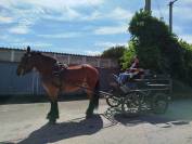 Molly, jument Auxoise