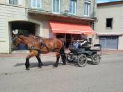 Molly, jument Auxoise