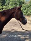 Poulini&egrave;re 12 ans 