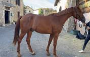 Castrone Origine non conosciuta  In vendita 2023 Sauro ,  KINGSTON D'AZUR
