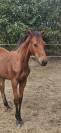Superbe poulain SF