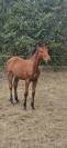 Superbe poulain SF