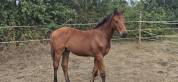 Superbe poulain SF