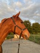cheval a vendre 