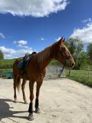 cheval a vendre 