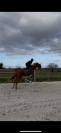 cheval a vendre 