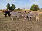 Anesse Cotentine de 5 ans, pleine pour 2027