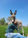 Anesse Cotentine de 5 ans, pleine pour 2027
