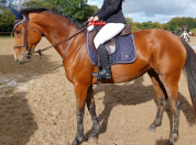 Mare Selle Fran&ccedil;ais For sale 2019 Bay