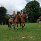 Yegua Silla Franc&eacute;s En venta 2019 Bayo por URANO DE CARTIGNY