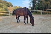 &Agrave; vendre &ndash; IAEL DE BRUNET &ndash; Hongre Anglo-Normand &ndash;7 ans