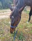 &Agrave; vendre &ndash; IAEL DE BRUNET &ndash; Hongre Anglo-Normand &ndash;7 ans