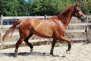Hongre Hanovrien 7 ans 