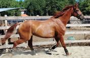 Hongre Hanovrien 7 ans 