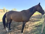 Mare AQPS For sale 2016 Bay
