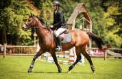 Mare AQPS For sale 2016 Bay