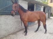 Jument3 ans selle francais 1.68m par Ulhan du temple