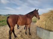 Jument3 ans selle francais 1.68m par Ulhan du temple