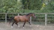 Male 2 ans 