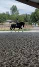 Jument pure race espagnole 