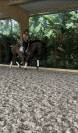 Jument pure race espagnole 
