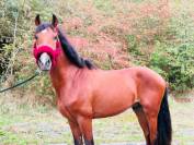 (Descarado) Magnifique poney de 4 ans