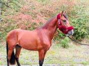(Descarado) Magnifique poney de 4 ans