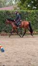 (Descarado) Magnifique poney de 4 ans
