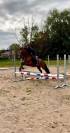 (Descarado) Magnifique poney de 4 ans