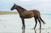 Top Cheval pour Sport 