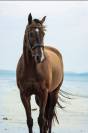 Top Cheval pour Sport 