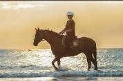 Top Cheval pour Sport 