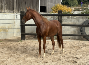 Jeune cheval 3 ans CSO (entier)