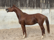 Jeune cheval 3 ans CSO (entier)