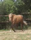 Cavalla Welsh Poney (Sezione B) In vendita 2020 Palomino ,  NORTHLIGHT CONCERTO